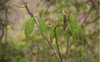 印尼天膠受“真菌性病害肆虐”產(chǎn)量大幅下降